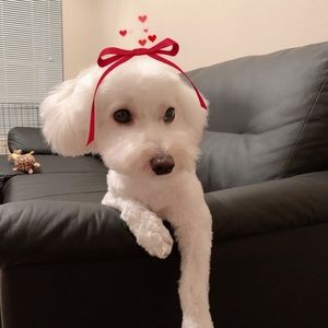 Meet your Posher, Stephanie (hyesun)